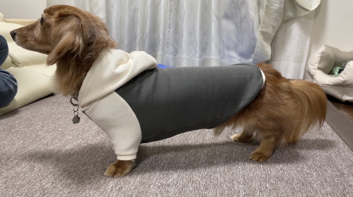 犬服ギャラリー